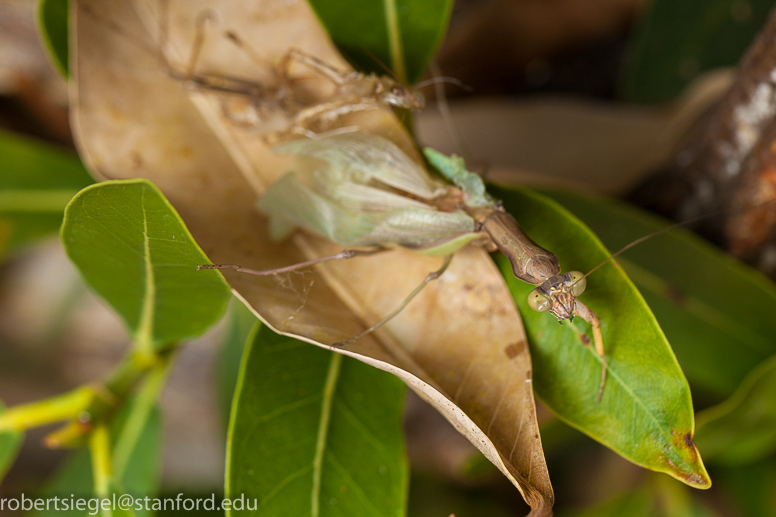 mantis emergent